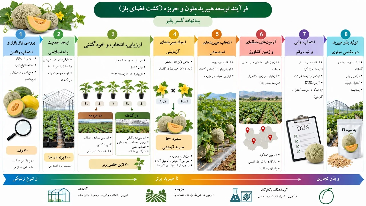 فرآیند به‌نژادی خربزه و ملون